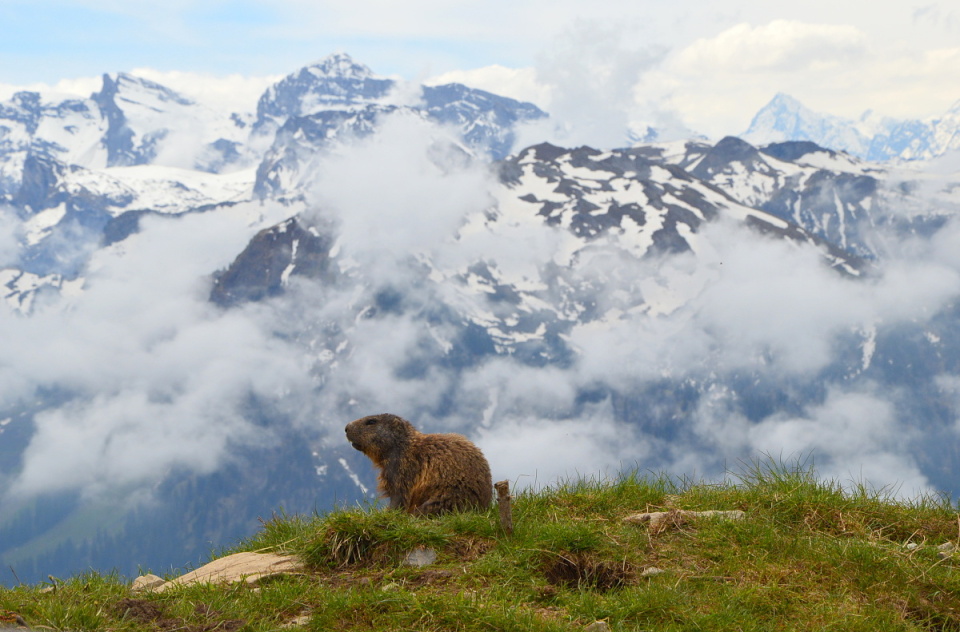  Marmots breeding farm at ...