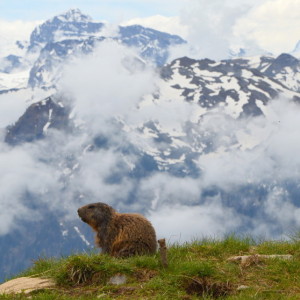  Marmots breeding farm at ...