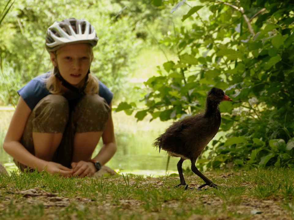 Chicks