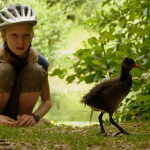 Chicks
