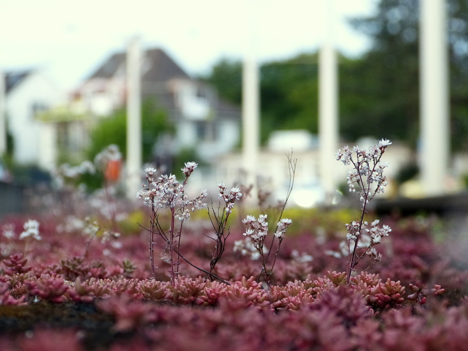  Flowers growing between the ...