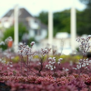  Flowers growing between the ...