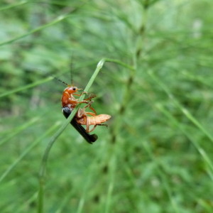 A forest acrobat