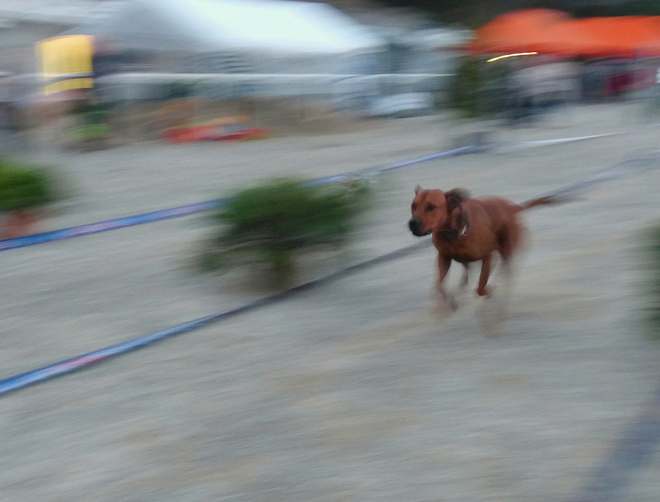 Dog races