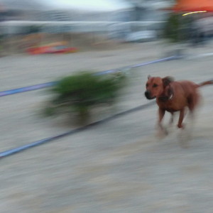 Dog races