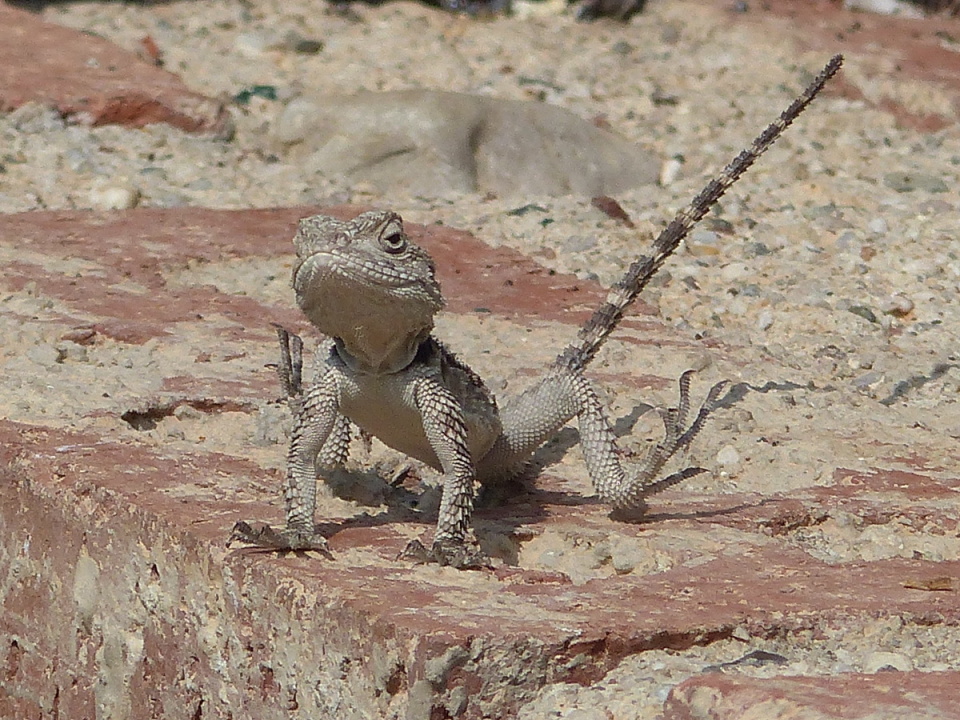  Lizards basking in the ...