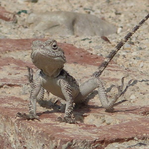  Lizards basking in the ...