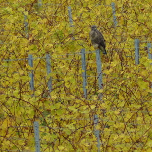 A kite in the vineyards