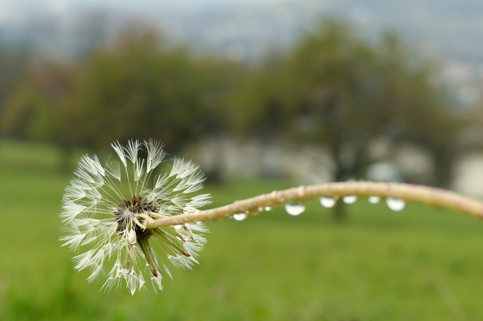 Last dandelion 