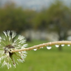 Last dandelion 