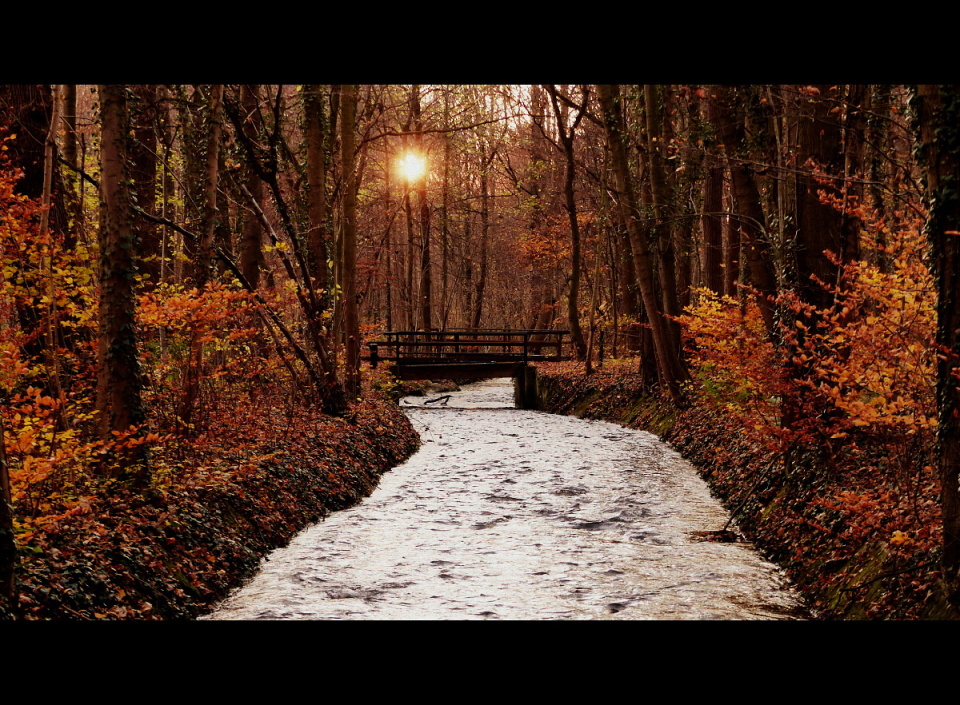 Sunset in the woods