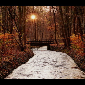 Sunset in the woods