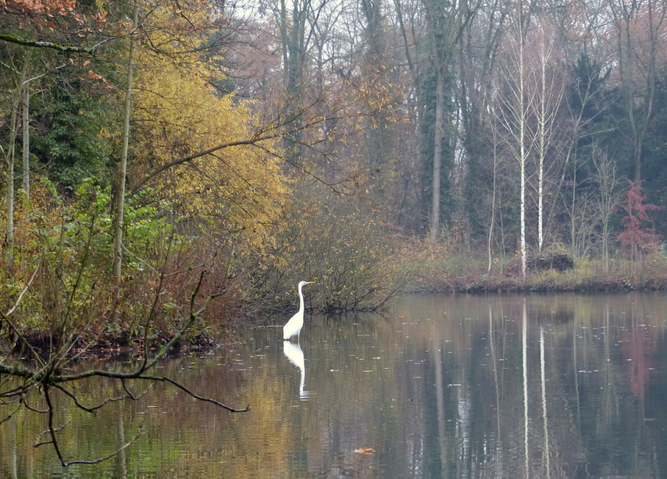A visit of a white heron