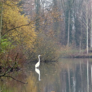 A visit of a white heron