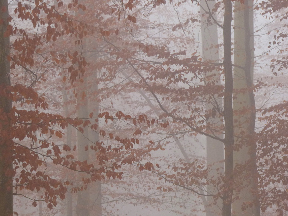 Another foggy day