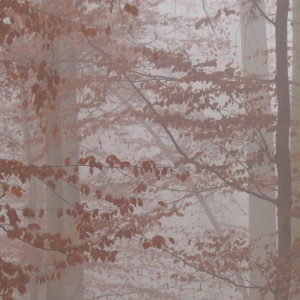 Another foggy day