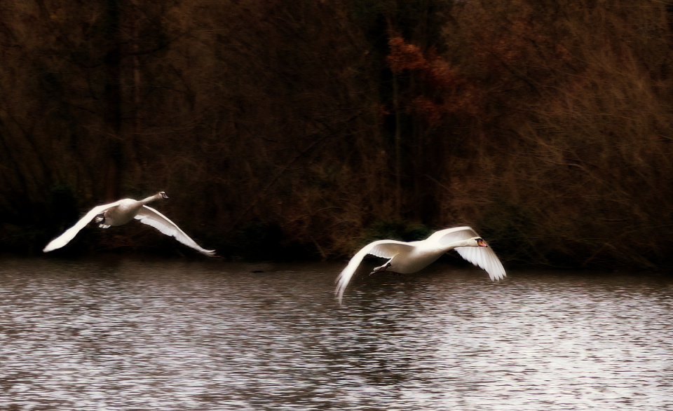  I think these swans ...
