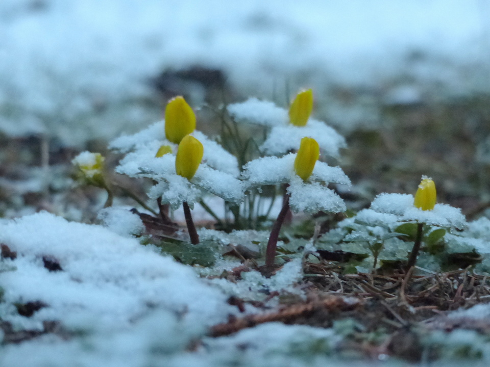 Winter is back