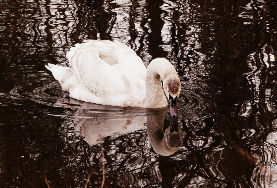 Water mirror