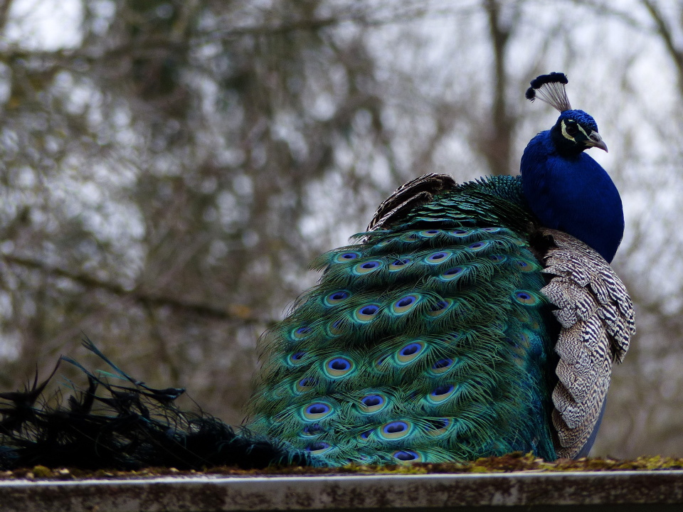  Peacock TierparkLE