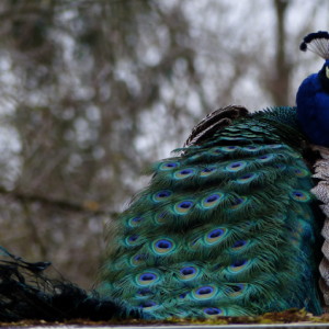  Peacock TierparkLE