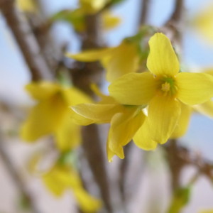  A bit of spring ...