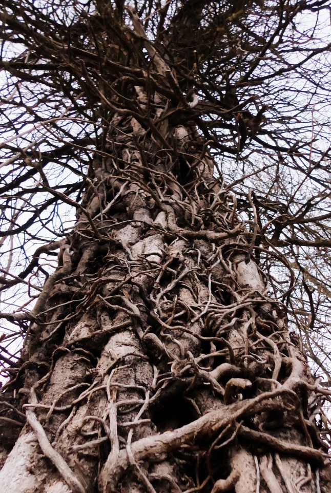 Tangled