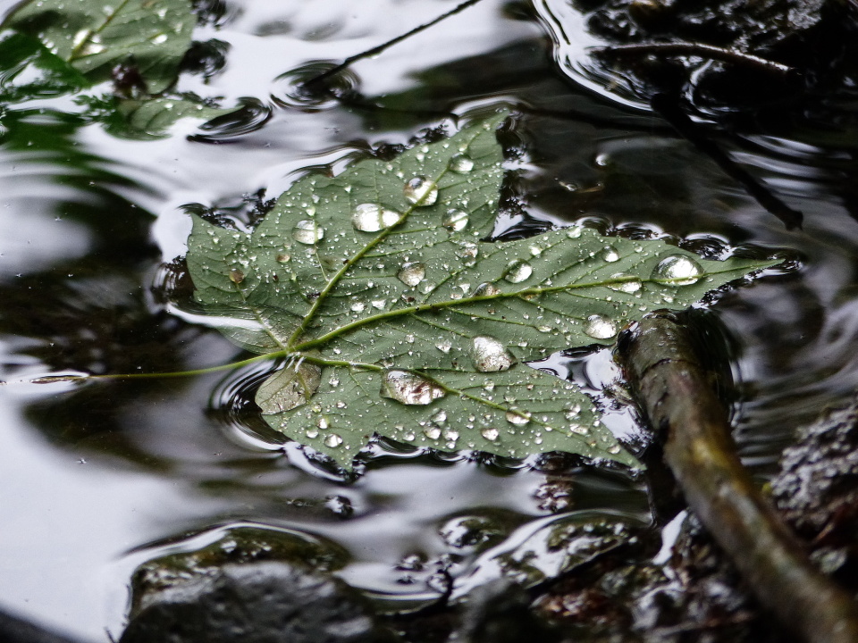 Another wet day