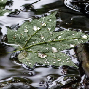 Another wet day