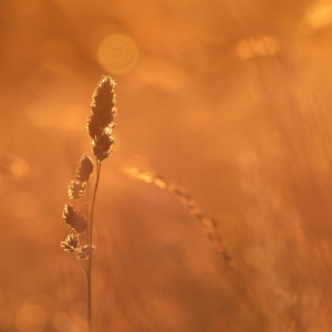 Golden hour