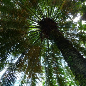 A short trip to the tropics