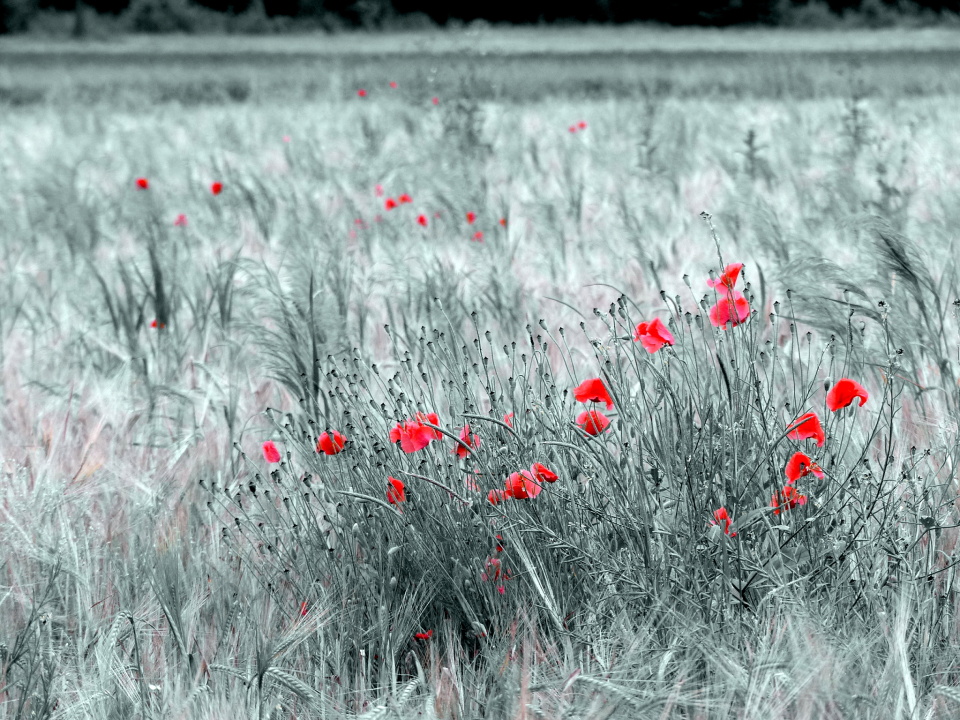 Poppies