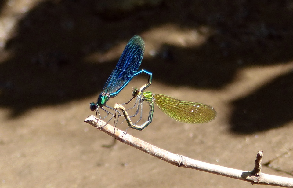 Fascinating & beautiful