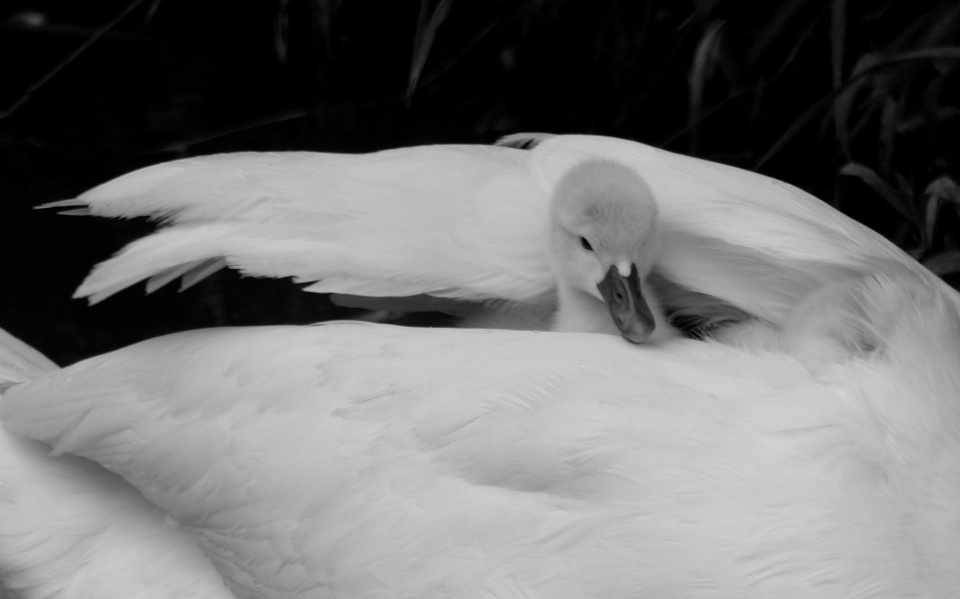 Under mum's wing