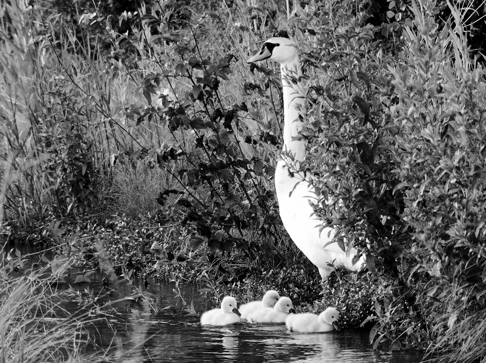 The swan family (again)
