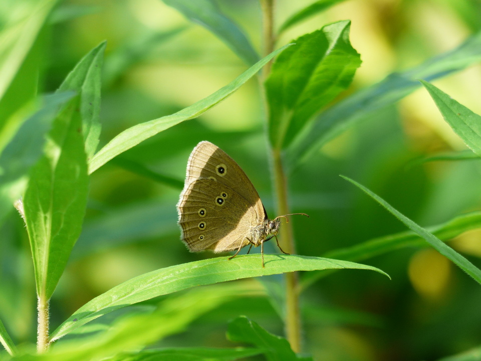  Another butterfly - this ...