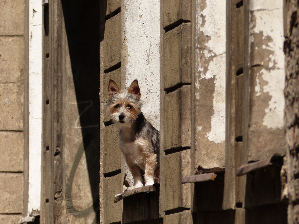 On the lookout