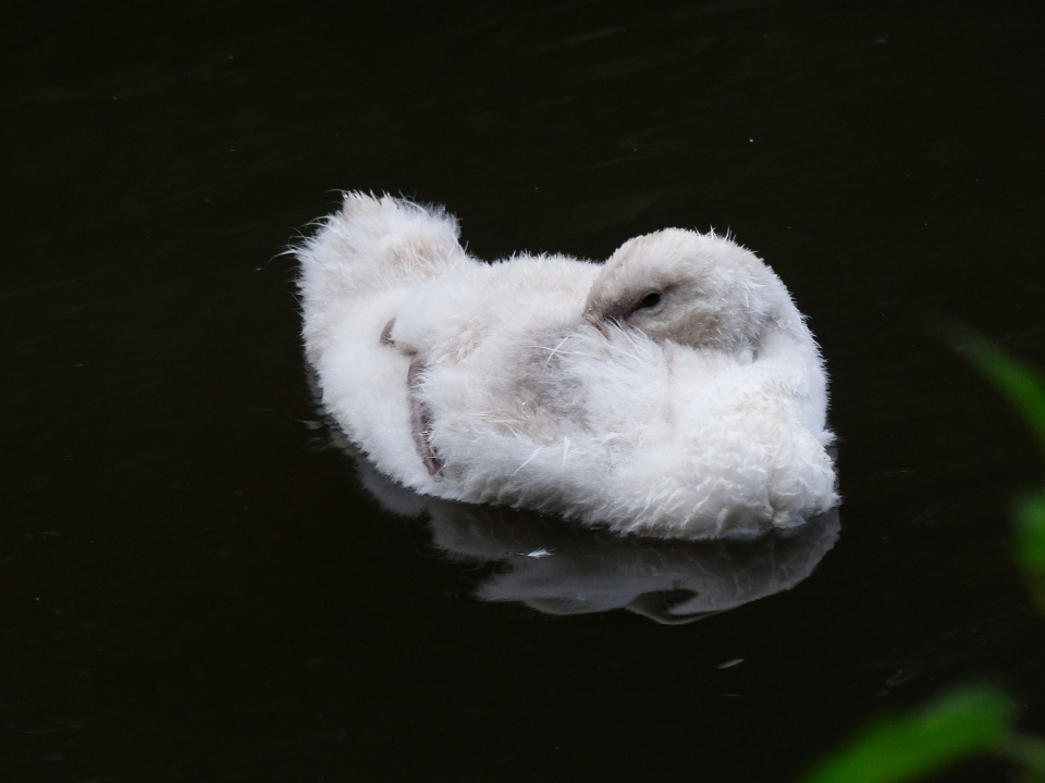  The whole swan family ...