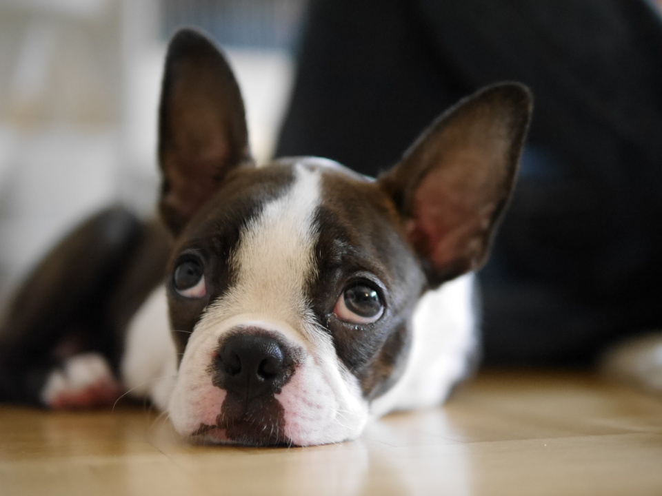 JB - the cutest Boston terrier