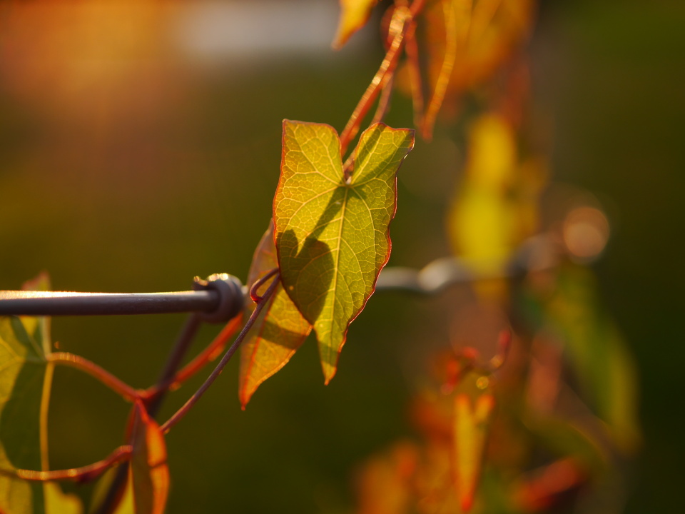 Autumn colours