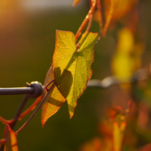 Autumn colours