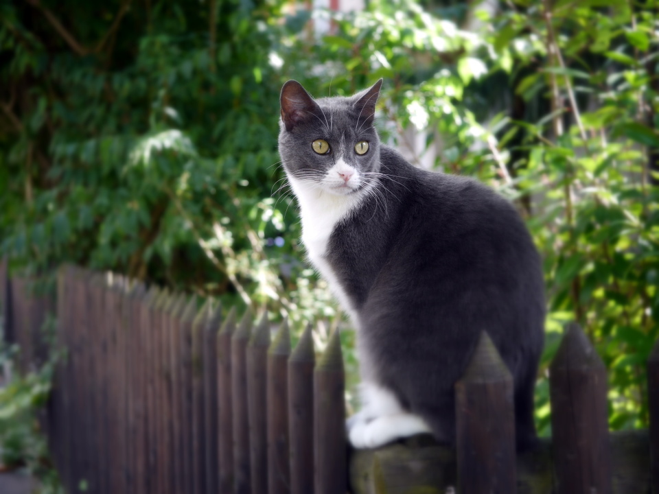  Neighbour's cat has posed ...