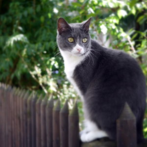  Neighbour's cat has posed ...