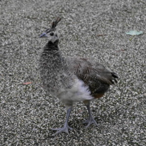 Peacock chick