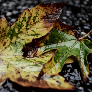 Wet and cold