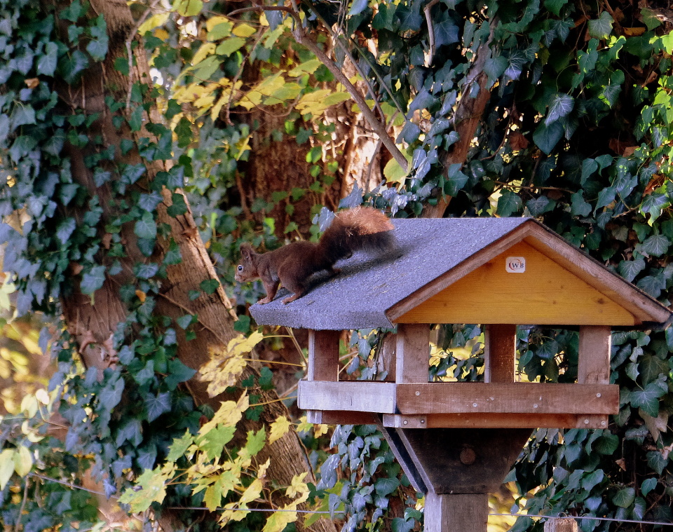 An unexpected guest