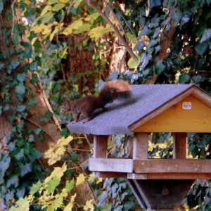 An unexpected guest