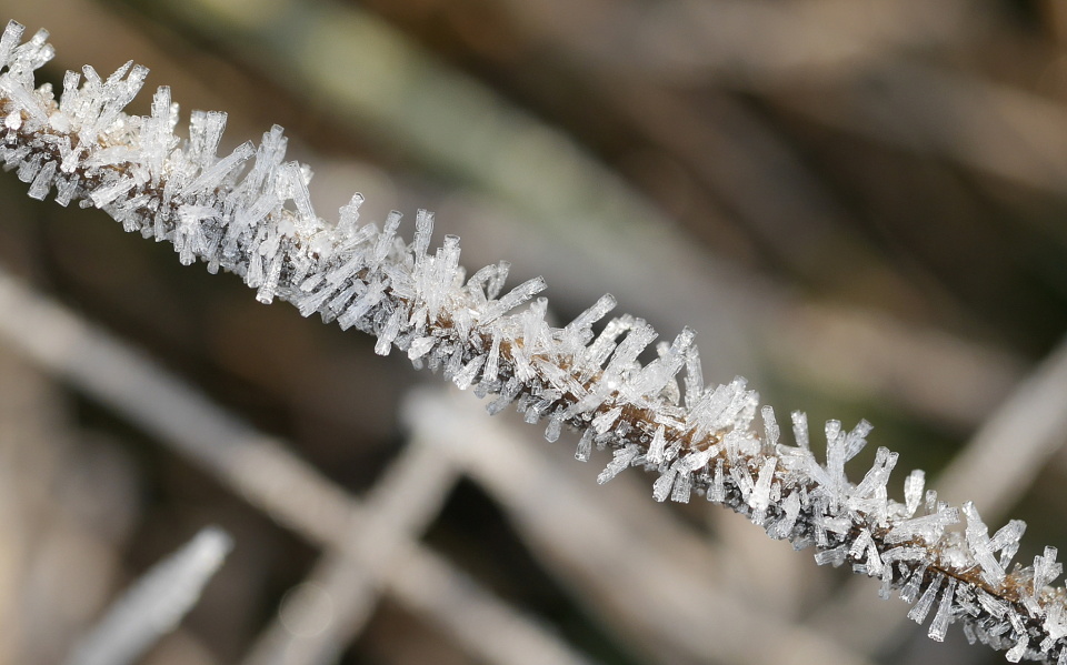 Frosty morning
