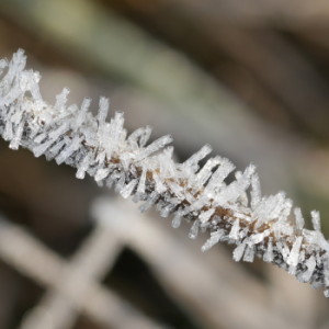 Frosty morning