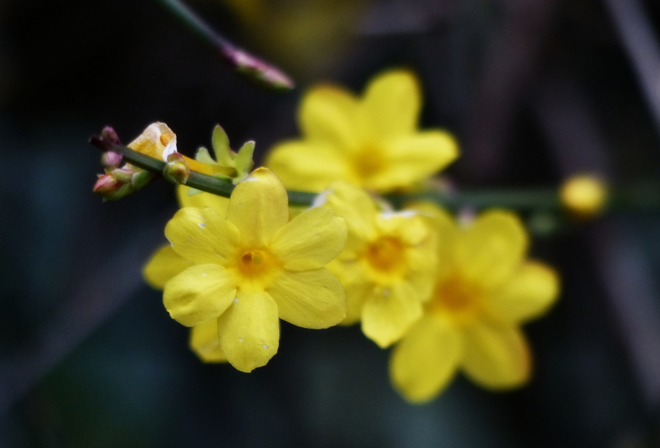 Spring flowers blooming in ...
